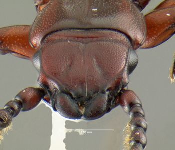 Media type: image;   Entomology 612910 Aspect: head frontal view